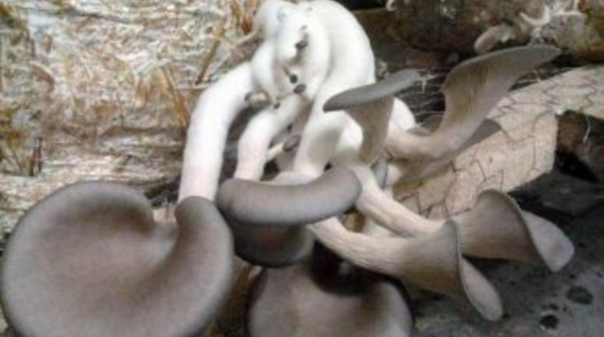 Dalaman&rsquo;da İstiridye Mantarı Hasadına Başlandı