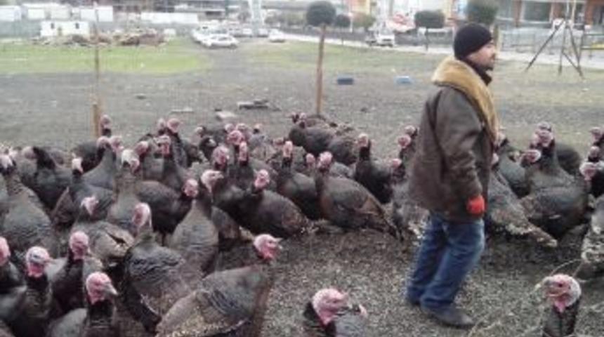 (&ouml;zel Haber) Yılbaşı Hindileri Satışa &Ccedil;ıktı