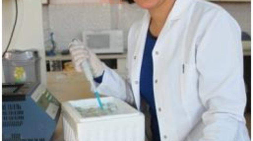 Karaman Elmasının Genetiği Araştırıldı