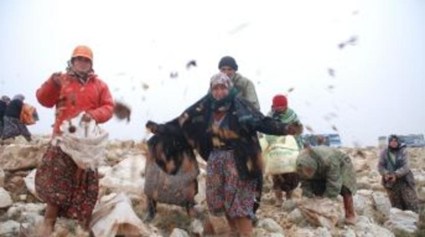 Silifke&rsquo;de 110 Ton Sedir Tohumu Toprakla Buluşturuluyor
