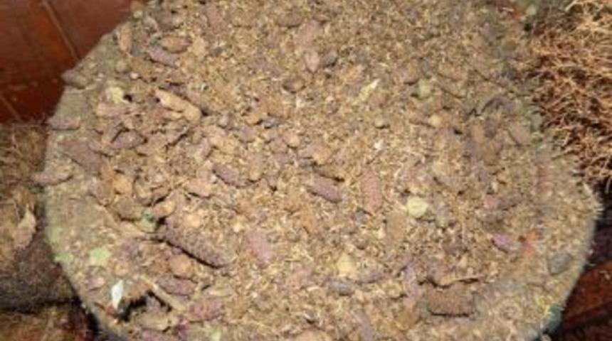 Karabaş Otu İle Sigaradan Kurtulun