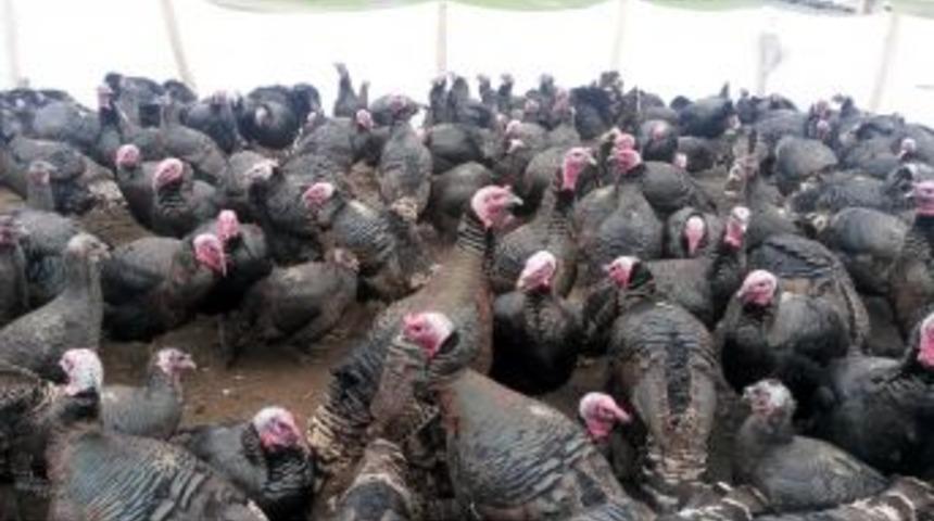 Yılbaşı Hindileri Pazarda
