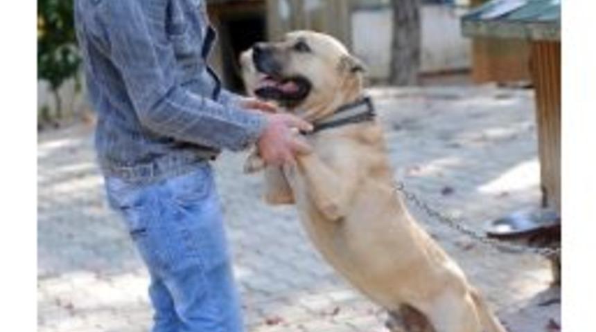 Pitbull&rsquo;a Eğitimle Rehabilitasyon