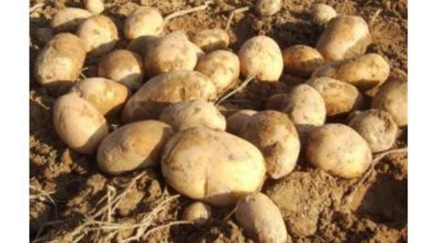 Patates Zam Şampiyonu Oldu