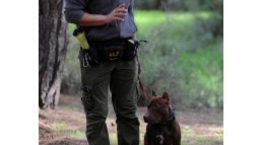 Pitbull Cinsi K&ouml;pekler Toplatılıp Eğitiliyor