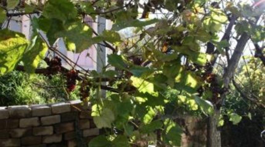Giresun'da Kış Mevsiminde Siyah &Uuml;z&uuml;m Yetişti