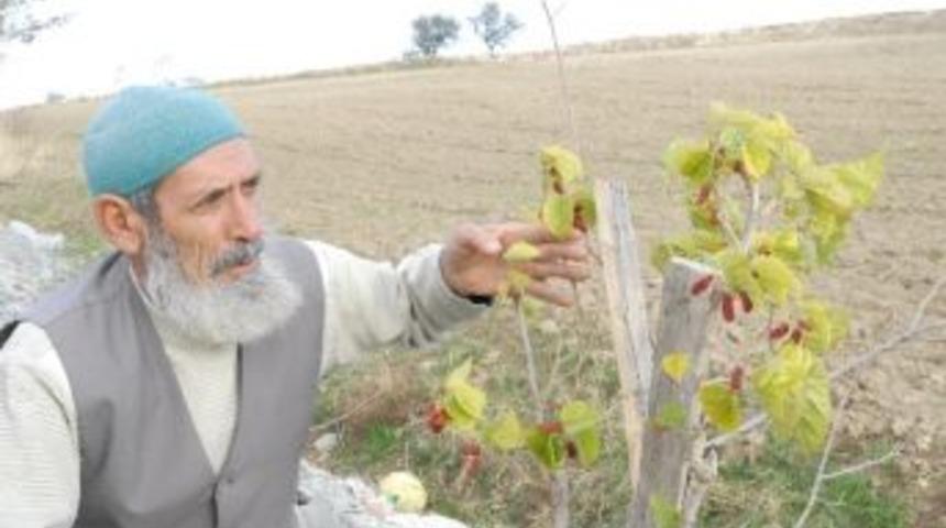 Kış Ayında Dut Ağacı Meyve Verdi