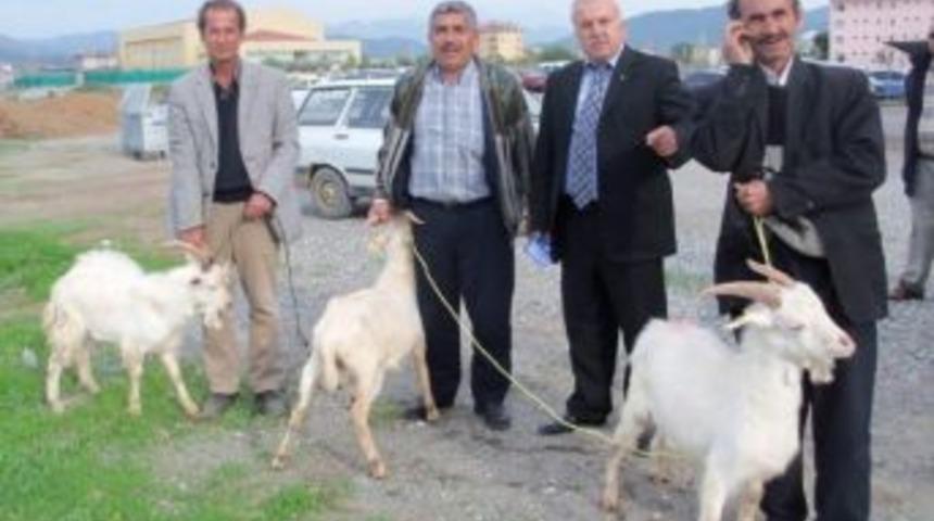 Dalaman&rsquo;da 5 Adet Saanen Tekesi Dağıtıldı