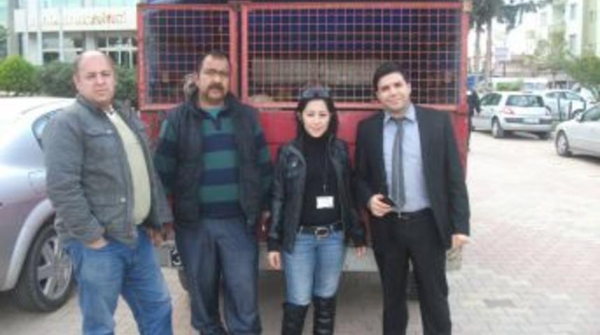 "Reyhanlı Belediyesi'nce k&ouml;pekler toplanıyor"