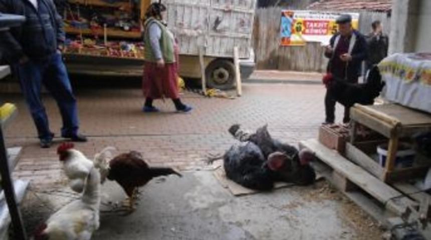 Yılbaşı hindileri satışta