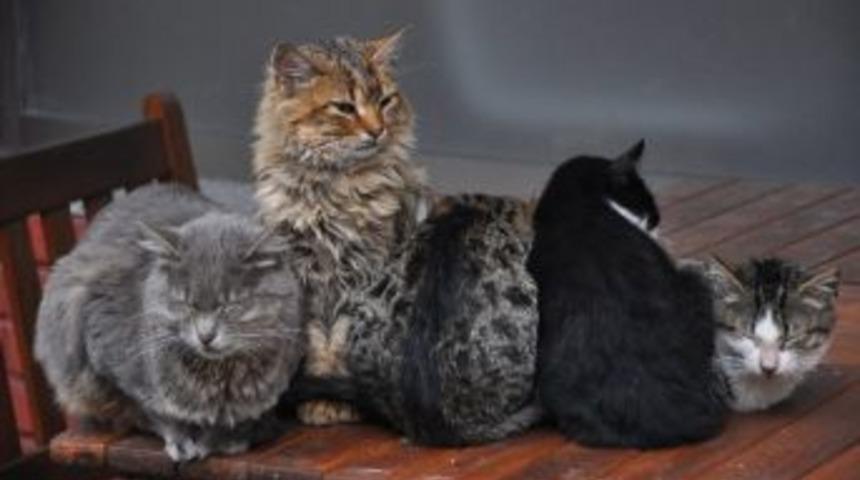 Soğuktan &Uuml;ş&uuml;yen Kediler Birbirlerine Sarılarak Isınıyor