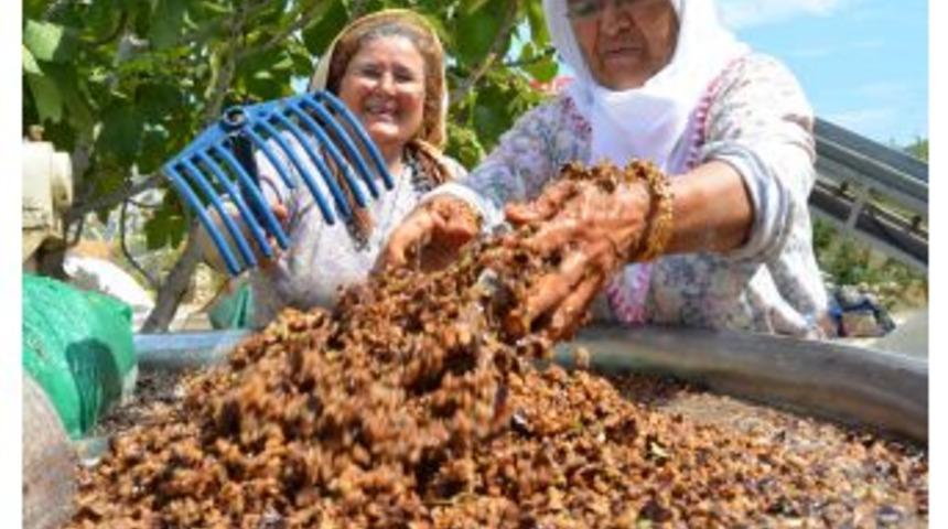 Emeği De &Ccedil;ok Şifası Da