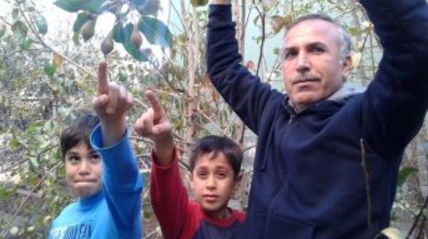 Kışın Meyve Veren Ağa&ccedil;lar Şaşırttı