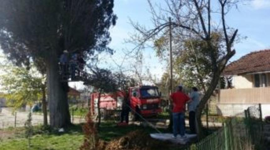 500 Yıllık Selvi Ağacına Yaşam Desteği