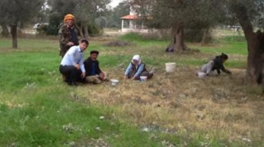 Chp'li G&uuml;rkan "g&uuml;zelbah&ccedil;e Zeytini Altın Değerinde"