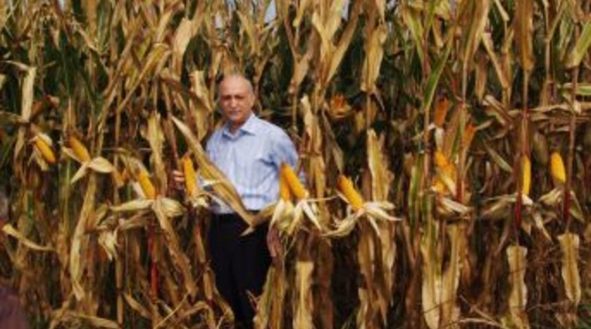 GAP Devreye Girdi, Buğday Üretimi 11 Yılda Yüzde 113,1 Arttı