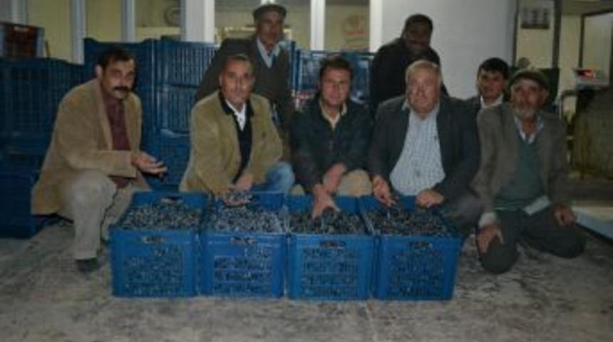 İnceğizli Zeytin &Uuml;reticileri Devletten Destek Bekliyor