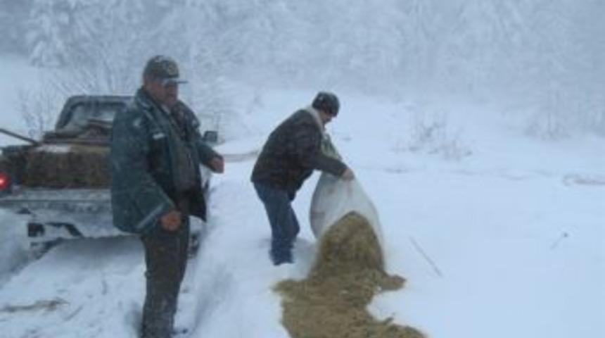 Yaban Hayvanları A&ccedil; Kalmasın Yem Takviyesi Yapılıyor