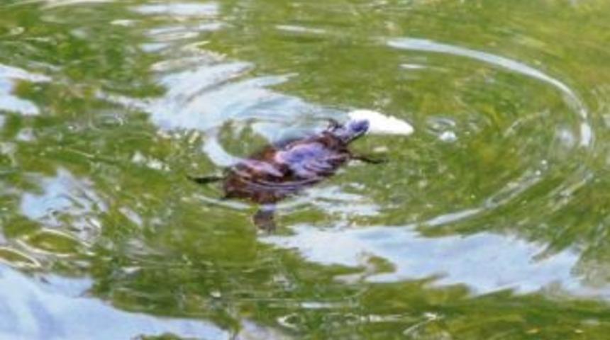 Kaplumbağaların Kaplıca Keyfi