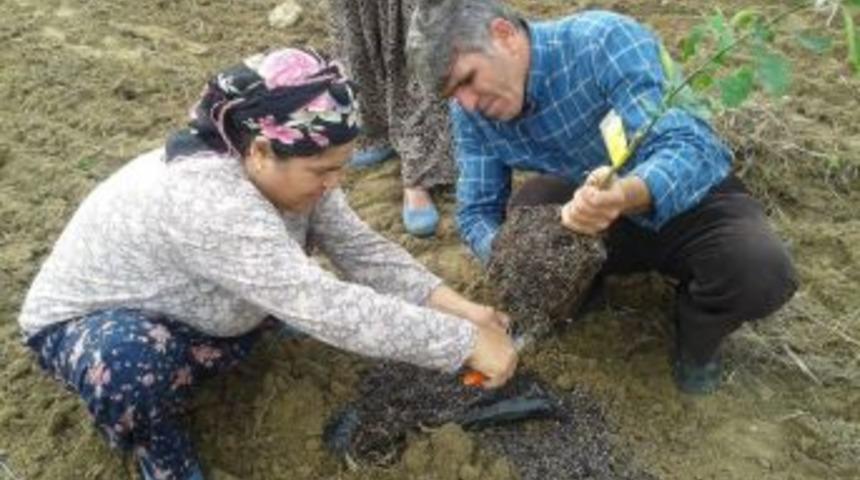 Uygulamalı Eğitimle Çiftçiler Portakal Fidanının Nasıl Dikileceğini Öğrendi