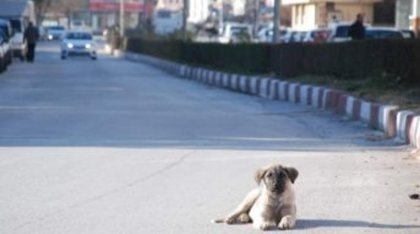 K&ouml;peğin Tehlikeli G&uuml;neş Keyfi