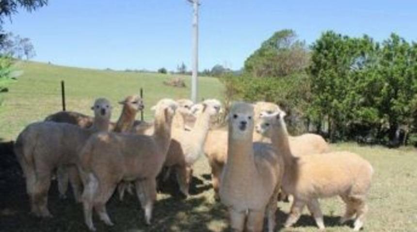 T&uuml;rkiye&rsquo;nin İlk Alpaka Develeri Sel&ccedil;uk&rsquo;a Geliyor