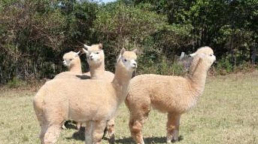 Avustralya'nın Alpaka Develeri T&uuml;rkiye'ye Geliyor