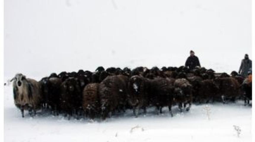 Doğu'da Koyunların Karlara Bata &Ccedil;ıka Yolculuğu