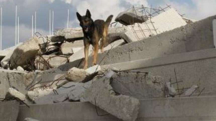 Afad K&ouml;pekli Arama Kurtarma Timi Oluşturuyor