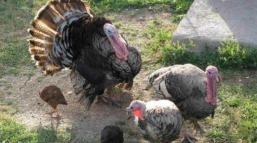 K&uuml;re'de, Yılbaşı Hindileri Pazarda