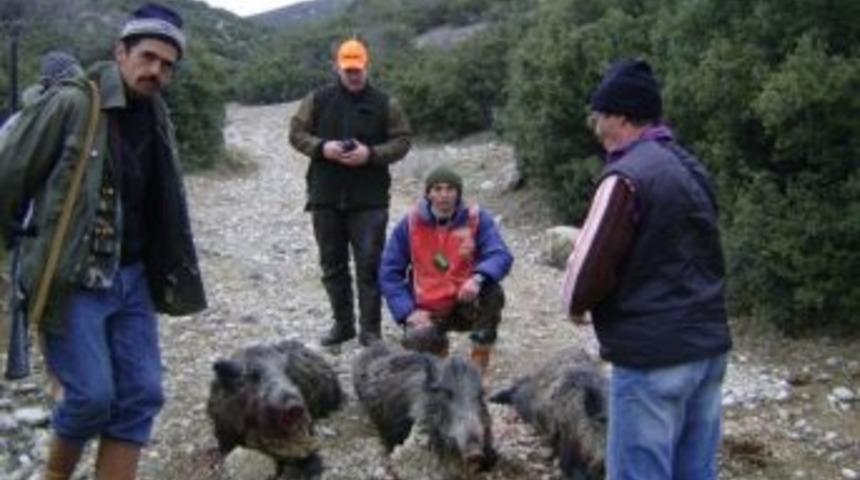 Niğde&rsquo;de 23 Yaban Domuzu &Ouml;ld&uuml;r&uuml;ld&uuml;