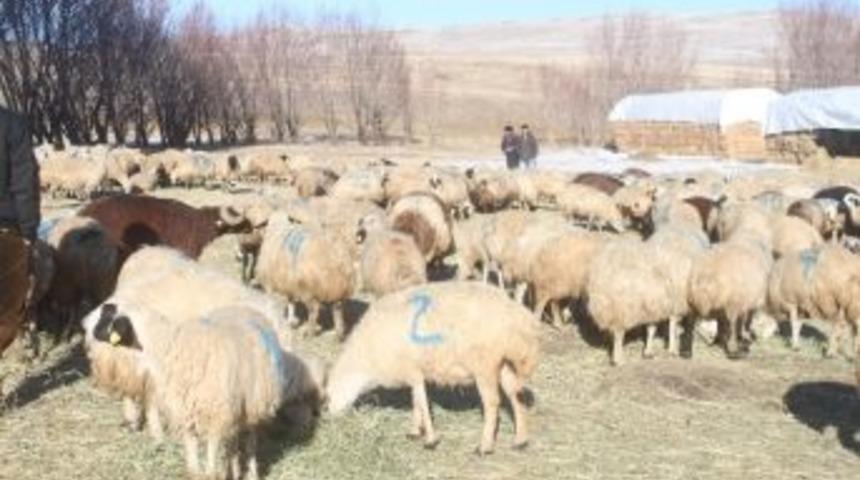 Dar Gelirli Ailelere Hayvan Yardımı