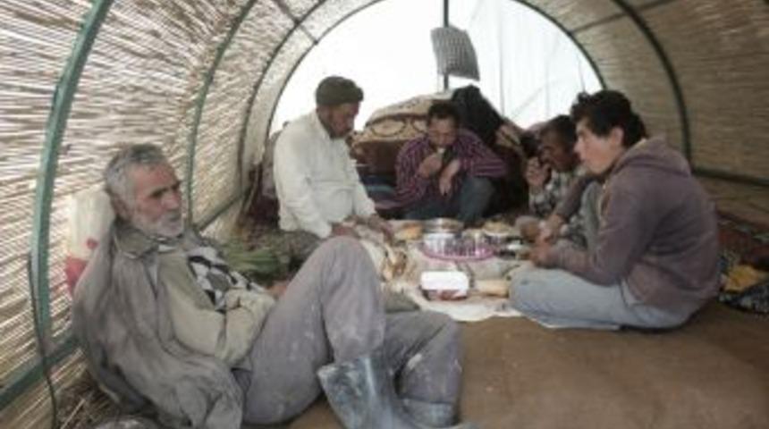 Sazlıkta Hasat Zamanı