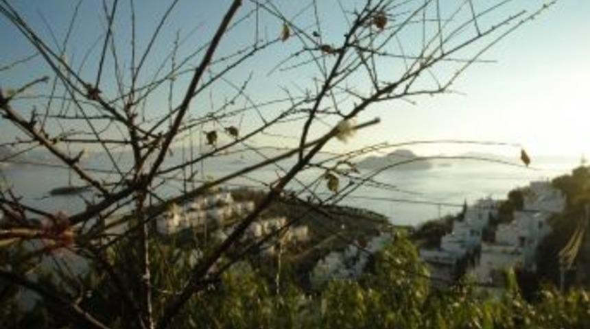 Erik Ağacı Mevsimini Şaşırıp &Ccedil;i&ccedil;ek A&ccedil;tı