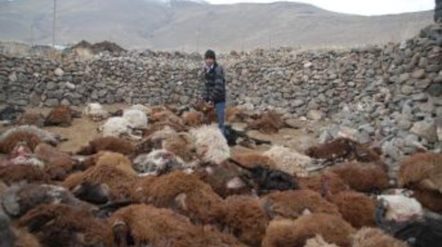 Ağrı'da Kurt S&uuml;r&uuml;s&uuml; 200 Koyunu Telef Etti