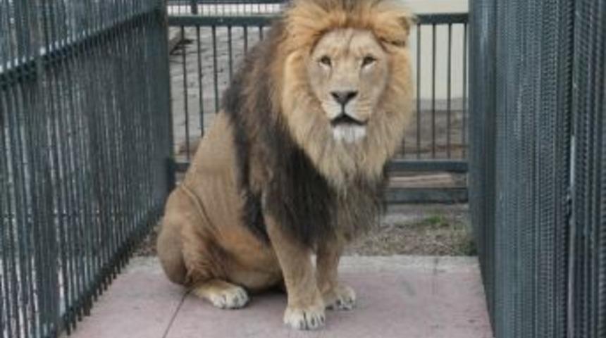 Hayvan Bah&ccedil;esini 290 Bin Kişi Ziyaret Etti