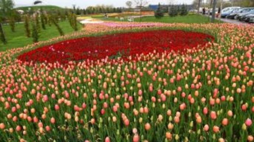 Kocaeli'de Herkesin Bir Lalesi Var