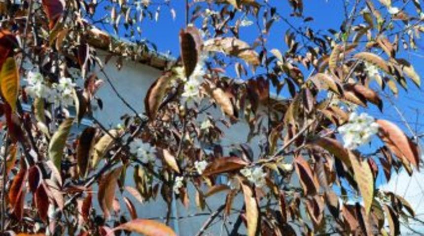 Aralık Ayında Vişne &Ccedil;i&ccedil;ek A&ccedil;tı