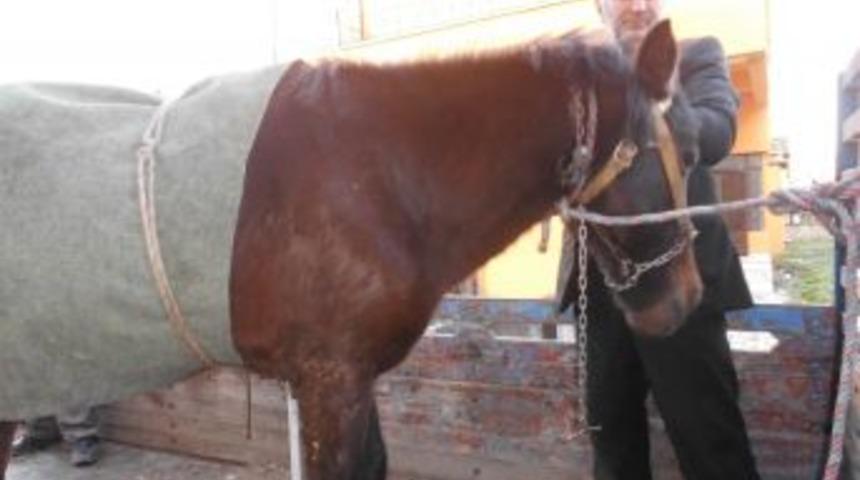 Yaralanan Atını, Kamyonetle Veterinere G&ouml;t&uuml;rd&uuml;