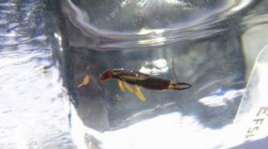 Gazozdaki B&ouml;ceğe Şantaj Davası