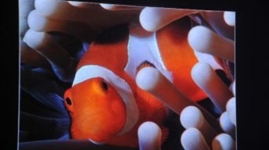 Sualtının Renkli D&uuml;nyası Sergilendi