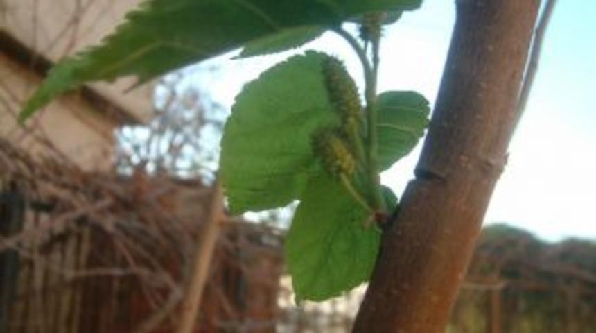 Burhaniye&rsquo;de Dut Ve Erik Ağa&ccedil;ları Meyve Verdi