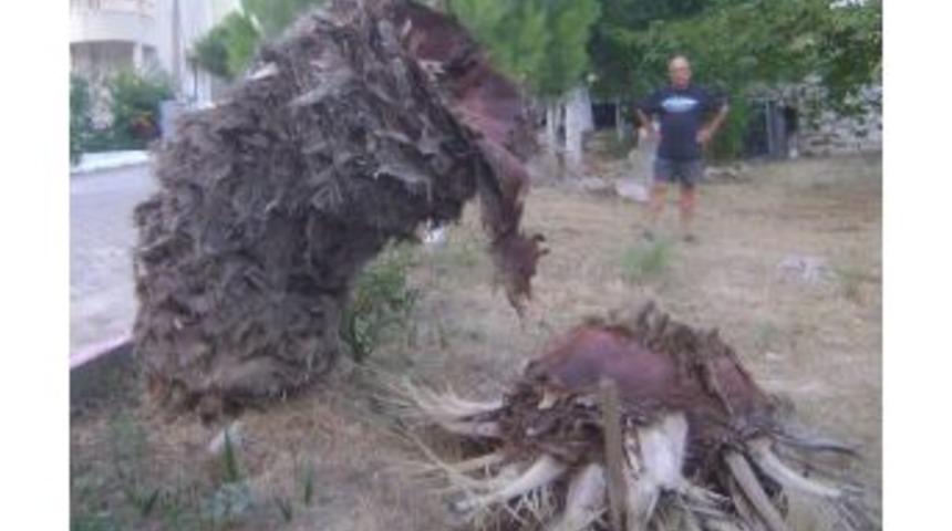Aydın Sahillerinde &lsquo;kırmızı Palmiye B&ouml;ceği&rsquo; Zarar Vermeye Devam Ediyor