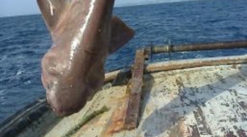 (&ouml;zel Haber) Balık&ccedil;ının Oltasına 300 Kilo Ağırlığında K&ouml;pek Balığı Takıldı