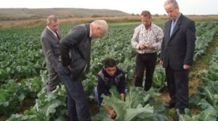 Muratlı&rsquo;da Karnabahar &Uuml;retimi Yapıldı