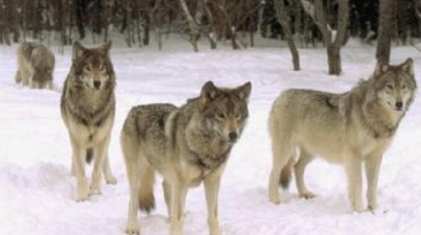 'Şehre Inen Yabani Hayvanları &Ouml;ld&uuml;rmeyin' Uyarısı