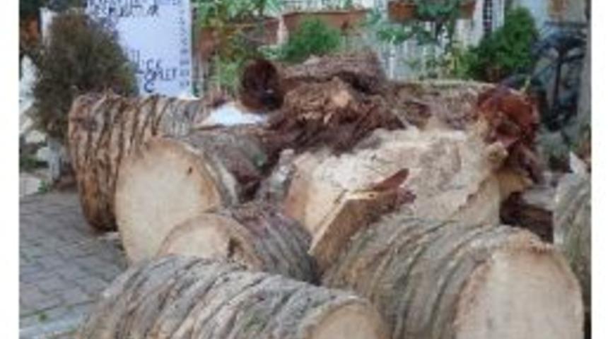 Kırmızı B&ouml;cek Adalar&rsquo;daki Palmiyeleri Kuruttu