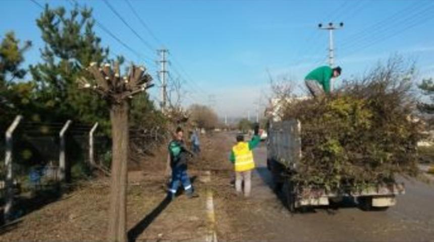 Kartepe'de Budama &Ccedil;alışmaları Devam Ediyor