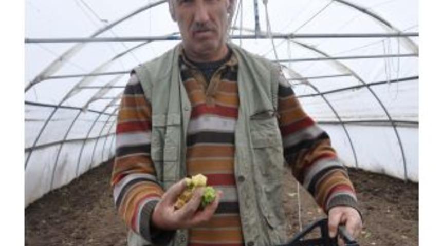 Yıldızer, Erzurum&rsquo;da Altın &Ccedil;ilek &Uuml;retmeyi Başardı