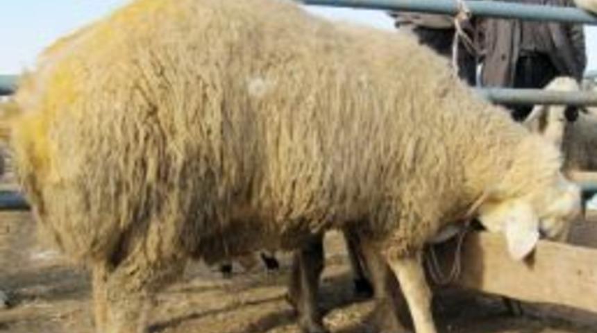 Aksaray'da Koyunlara Kışlık Bakım